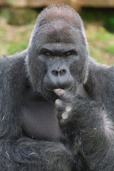 Silverback gorilla in thought