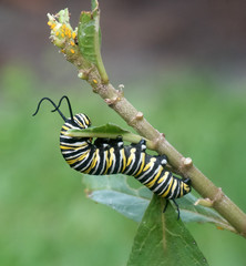 Yellow, black, and white striped monarch butterfly caterpillar is nibbling a green leaf on a milkweed plant with yellow aphids on the top of the stem against a blurred green background.