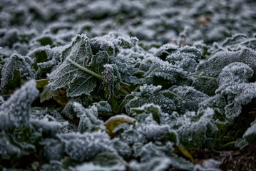 frost on leaves