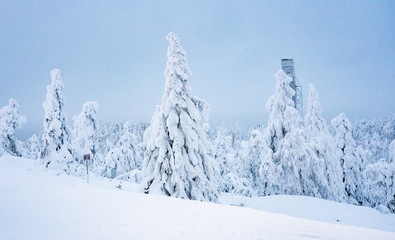 Winter mountain landscape with trees and snow