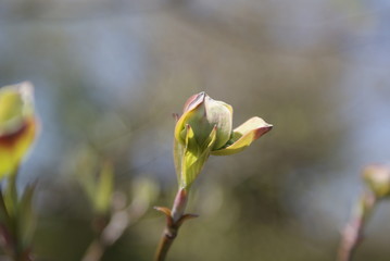 SONY DSC