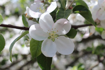 Spring