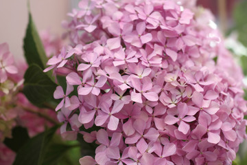 Pink flowers 