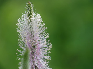 Fototapeta premium Wildflowers
