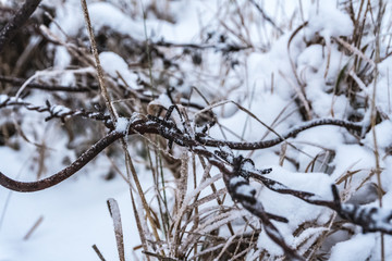  Frozen barbed wire covered with snow. In the winter.