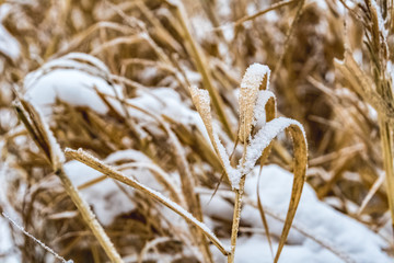Fototapeta premium Dry grass covered with snow in the forest.