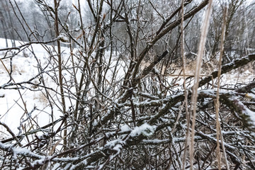 Frozen tree branches covered with snow and ice. Extreme cold.