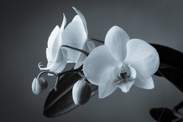 Three white orchids on a dark background