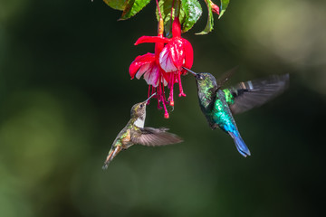 Blue hummingbird Violet Sabrewing flying next to beautiful red flower. Tinny bird fly in jungle. Wildlife in tropic Costa Rica. Two bird sucking nectar from bloom in the forest. Bird behaviour