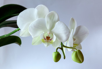 Fototapeta na wymiar Three white orchids and two buds
