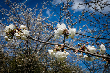 Fleurs blanches de cerisiers au printemps