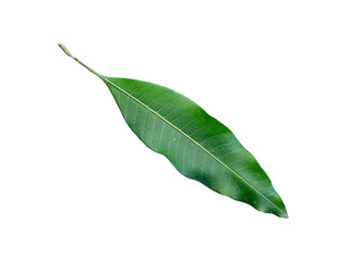 Obraz premium Leaves of fresh green mango trees on a white background.