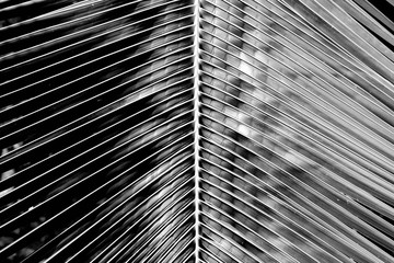 closeup palm coconut leaves at beach - monochrome - background