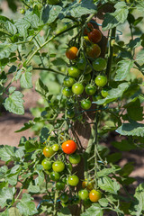 Tomates Cerises