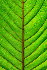 perfect green leaf patterns - closeup