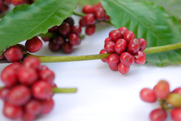 Red ripe coffee beans with green leaves, selective focus