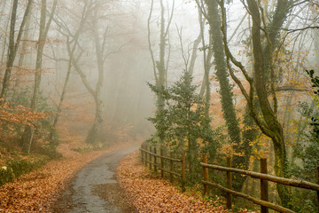 misty morning red foliage