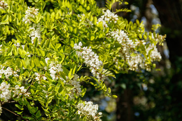 White acacia flower closeup (Robinia pseudoacacia). Acacia tree bloom