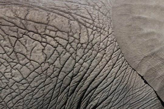 Das Ohr eines Elefanten im Knysna Elepaht Park in Südafrika 