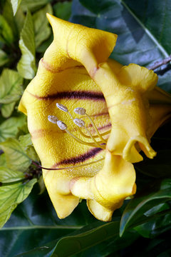 Bl&uuml;te des Goldkelch ( Solandra maxima)