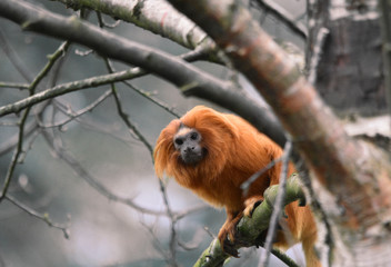 Golden Lion Tamarin monkey / Leontopithecus rosalia