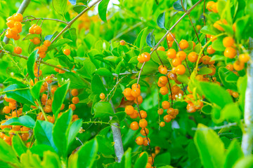 The Yellow Berries of a Pyracantha Bush. Green bright  background. Selective focus.