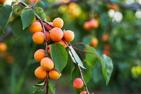 A bunch of ripe apricots on a tree
