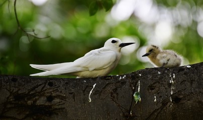 White Terns