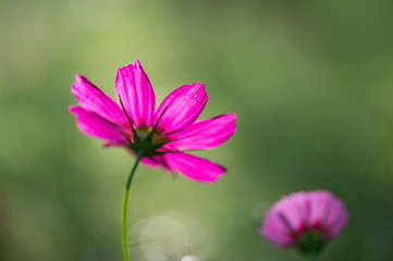 pink red flower