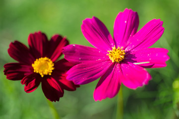 Obraz premium pink red flower