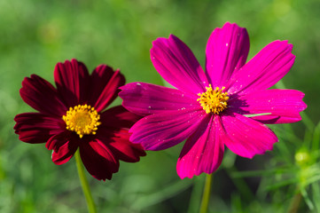 Obraz premium pink red flower