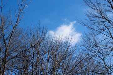 The single white cloud above the trees in the blue sky.