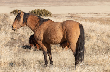 Naklejka na ściany i meble Wild Horses in the Utah Desert in Winter