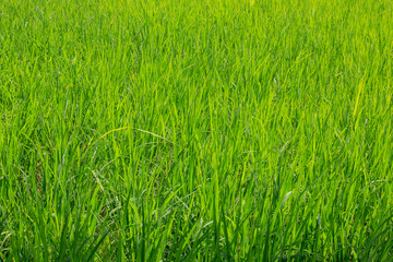 Green paddy rice in the field, Rice grains tree  in Chiang Mai Thailand