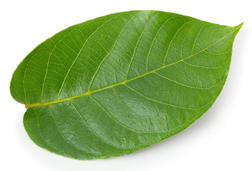 Obraz premium Walnuts leaf isolated on white