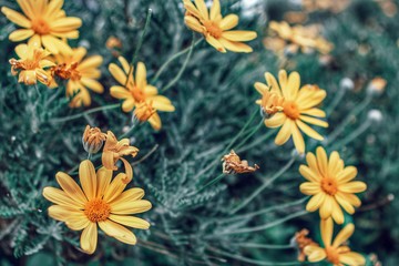 Yellow Flowers.