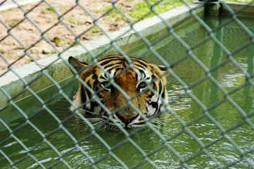 Eye of the tiger, mirada del tigre enjaulado