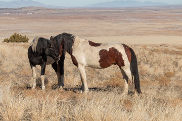 Obraz premium Wild Horses in the Utah Desert in Winter