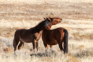 Wild Horses in the Utah Desert in Winter