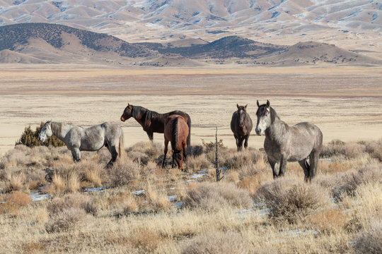 Wild Horses in the Utah Desert in Winter