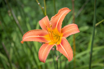 Daylily