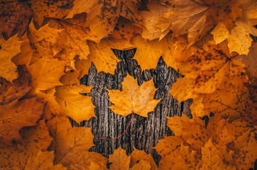 Autumn background with yellow colored maple leaves on wooden board in the middle of fall time