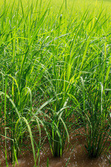 Green paddy rice in the field, Rice grains tree  in Chiang Mai Thailand