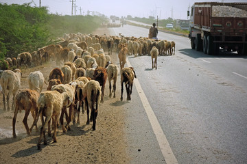 Goats and sheep being herded along the state highway near Bhuj in Gujarat, India. The movement of...