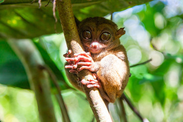 Naklejka premium Tarsier (Tarsius Syrichta), the world's smallest primate in Bohol Tarsier sanctuary. Cute Tarsius monkey with big eyes sitting on a branch with green leaves. Bohol island, Philippines.