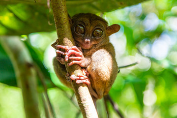 Naklejka premium Tarsier (Tarsius Syrichta), najmniejszy na świecie prymas w sanktuarium Bohol Tarsier. Śliczny Tarsius z dużymi oczami siedzący na gałęzi z zielonymi liśćmi. Wyspa Bohol, Filipiny.