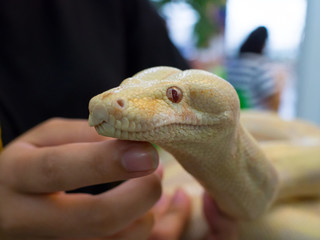 Close up albino boa constrictor snake's head resting on human finger.