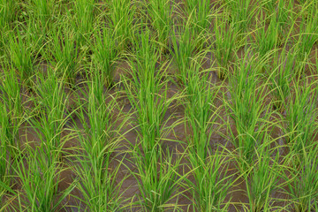 Green paddy rice in the field, Rice grains tree  in Chiang Mai Thailand