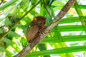 Tarsier (Tarsius Syrichta), the world's smallest primate in Bohol Tarsier sanctuary.  Cute Tarsius monkey with big eyes sitting on a branch with green leaves. Bohol island, Philippines.