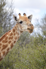 Giraffe close-up